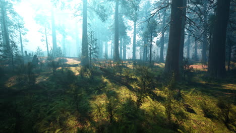 Beautiful-morning-fog-and-sunbeams-in-the-pine-forest