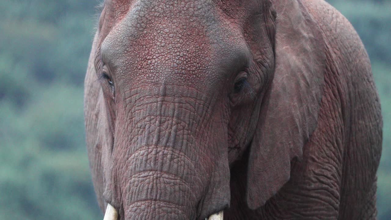 un primer plano extremo de un elefante de bosque africano en kenia, áfrica oriental