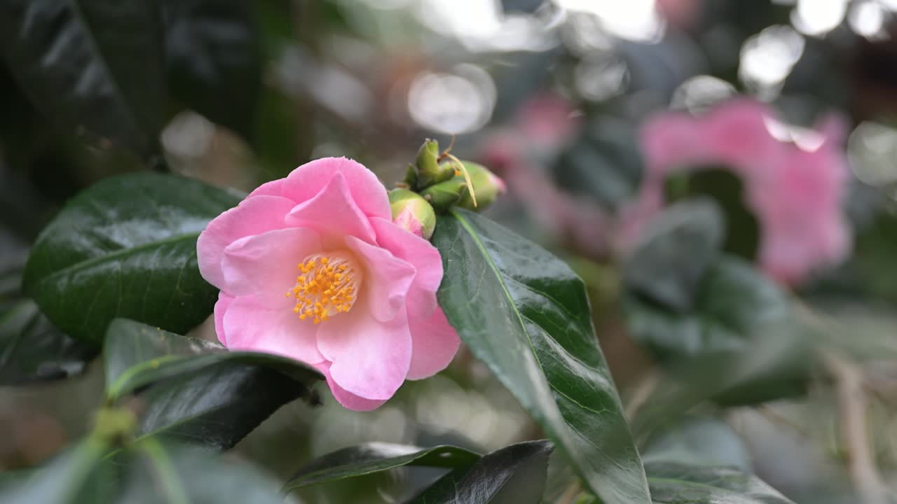 Eine Nahaufnahme von leuchtend rosa Azaleenblüten in voller Blüte in den Waldgärten der Isabella Plantation im Richmond Park, die saisonale Blütenpracht und üppiges Laub zeigt.