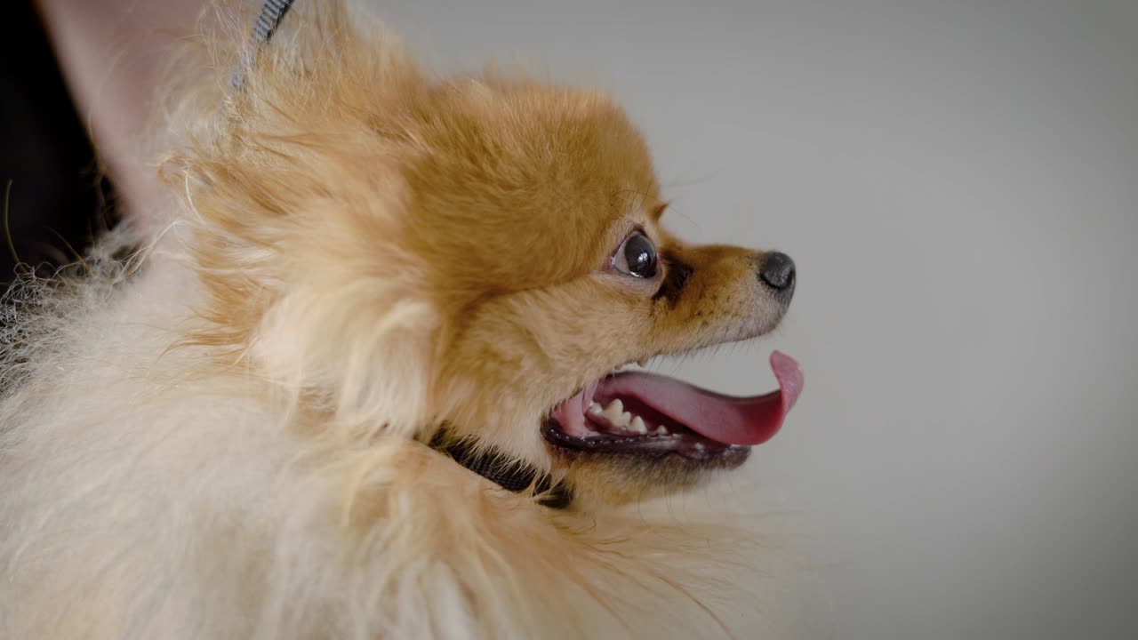 vista lateral perro de color arena