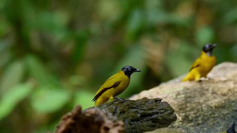 bulbul de cabeza negra, pycnonotus atriceps, llegó posado en un tronco mojado y luego se le unió un bulbul de orejas rayadas, pycnonotus conradi, después de un baño