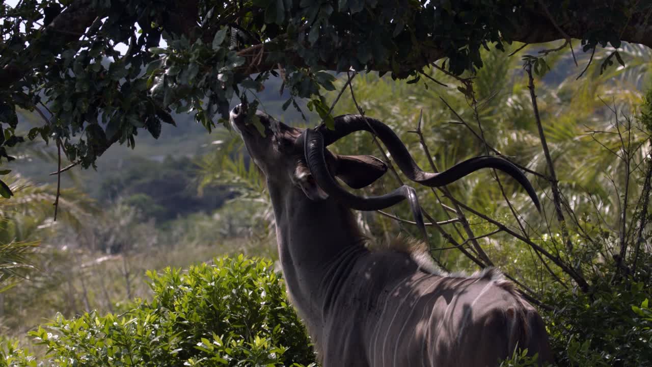 African Kudu Bull Antelope Male Eating Tree Leaves in Shade of Natural Preserve, Full Frame Slow Motion