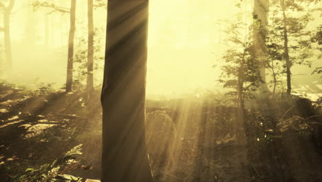 panoramic view of the majestic forest in a morning fog