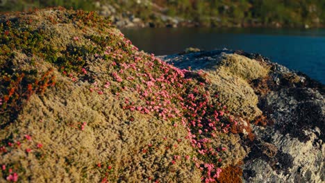 Moho-Colorido-Y-Algas-De-Diferentes-Colores-Sobre-Piedras-ásperas-Cerca-De-La-Orilla-Del-Lago