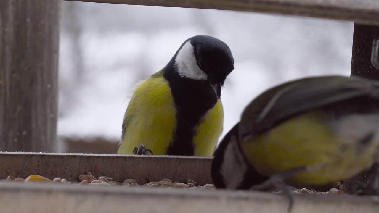 осторожная большая муха прилетает к деревянному кормильцу с зерновыми семенами зимой