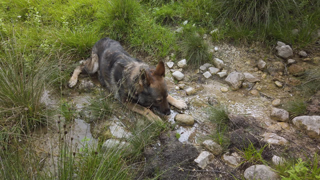 perro pastor alemán bebiendo agua de un arroyo – toma de cardán