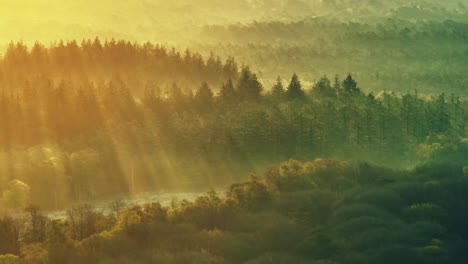 sunrise in the misty forest
