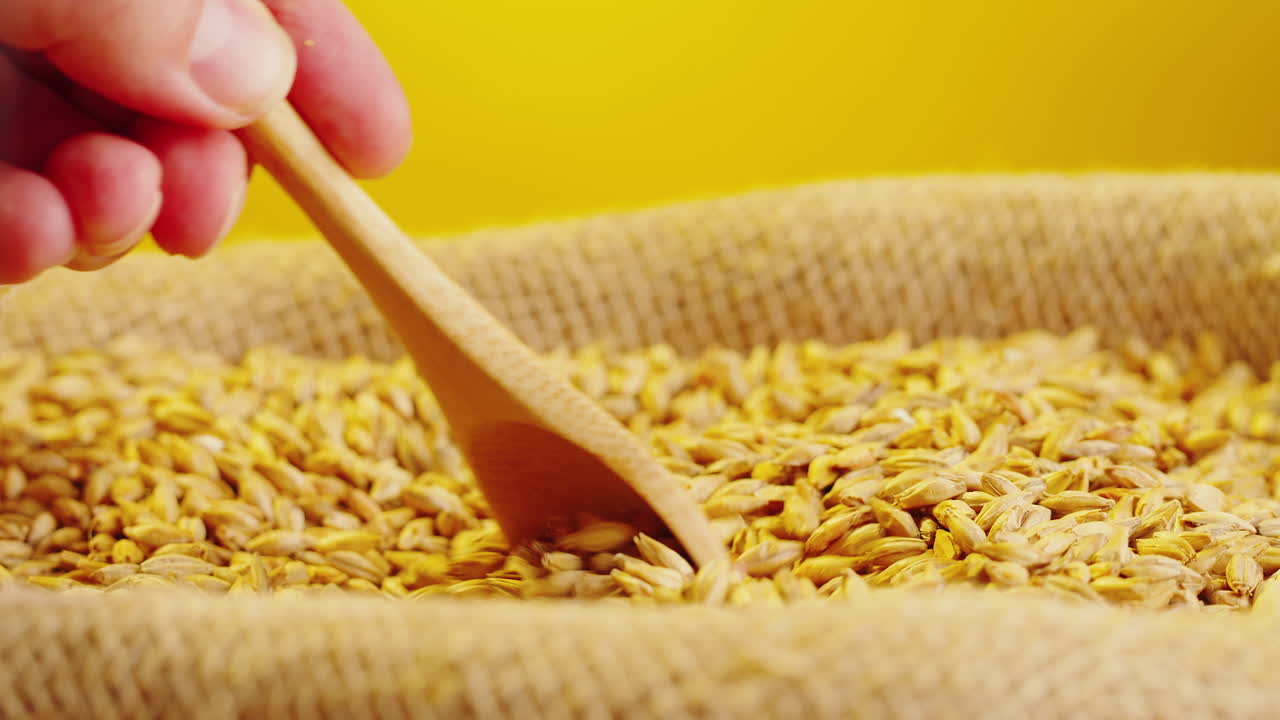 Hand using wooden spoon to scoop barley grains from a burlap sack