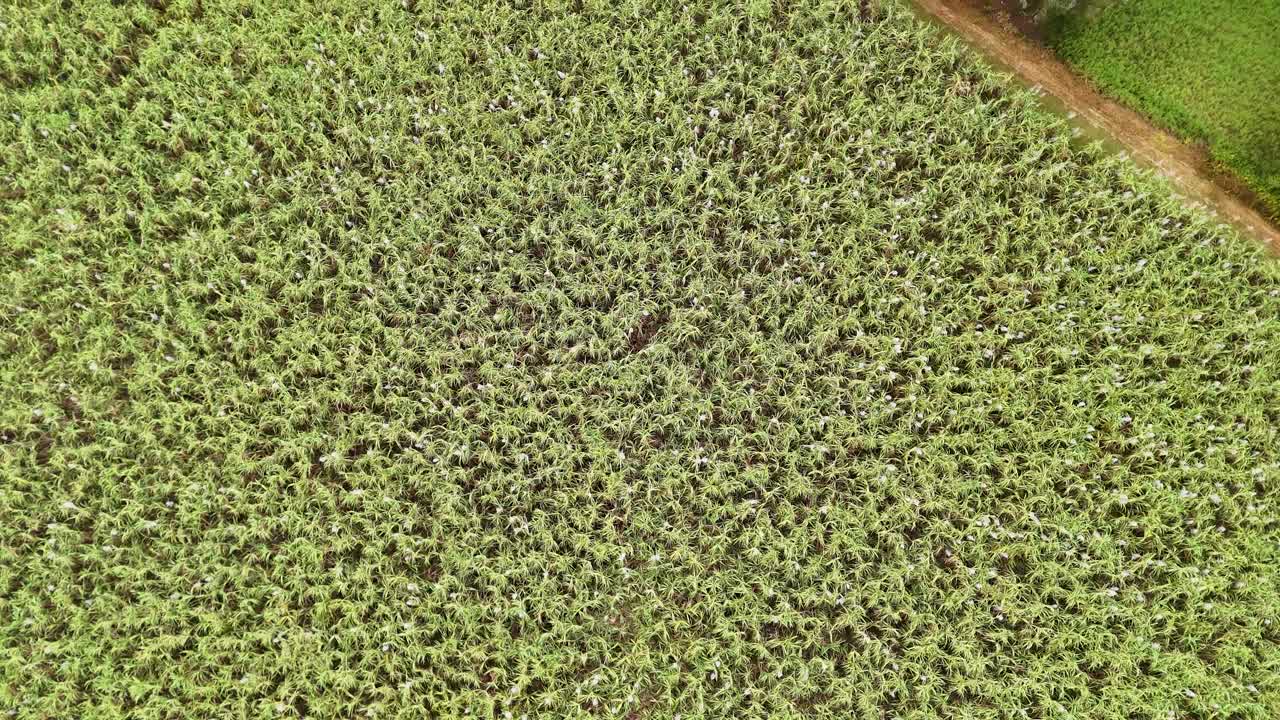 Drone footage captures expansive sugarcane fields in Port Douglas, Queensland, under bright daylight with vibrant green hues