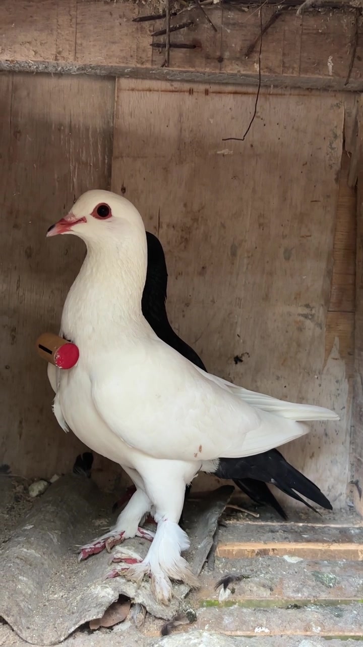 Piccione Bianco con Zampe Piumate e Fischietto in Piedi in una Voliera di Legno