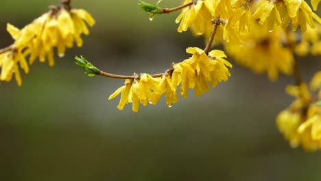 Primer-Plano-Hermosas-Flores-Amarillas-En-Flor-En-Un-árbol-Con-Gotas-De-Agua-A-Punto-De-Caer