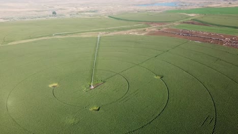 fascinating panoramic view of a corn field with center pivot irrigation system alongside a large dairy operation in the columbia basin of eastern washington state in late summer