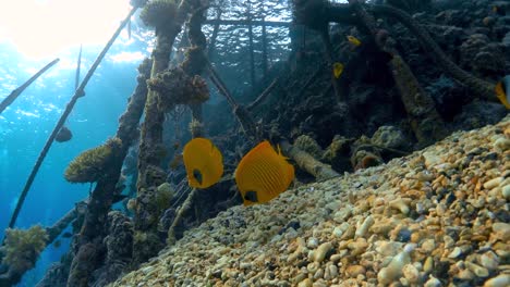 two butterflyfish swim in the shallows of the brothers island dive site in the red sea, egypt