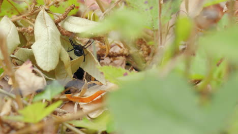 a black widow spider lurks under a leaf in the backyard