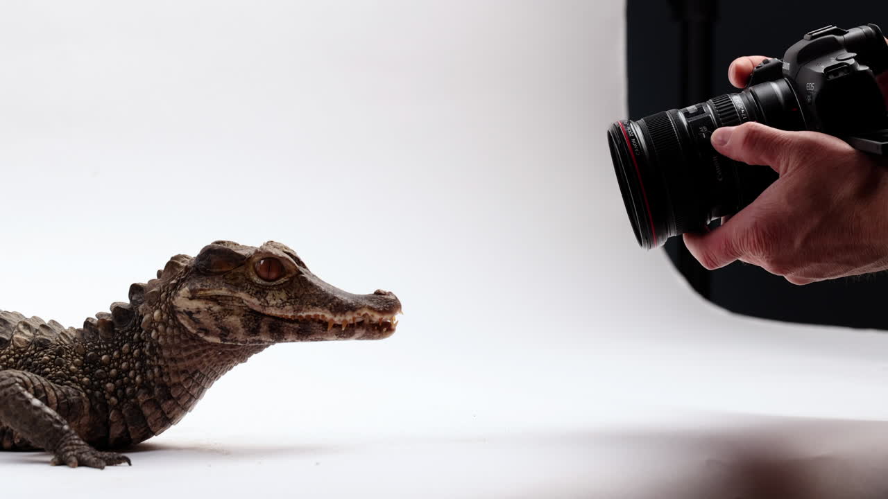 Photographer taking photos of Dwarf Caiman crocodile isolated on white background - getting dangerously close within inches of snapping jaws