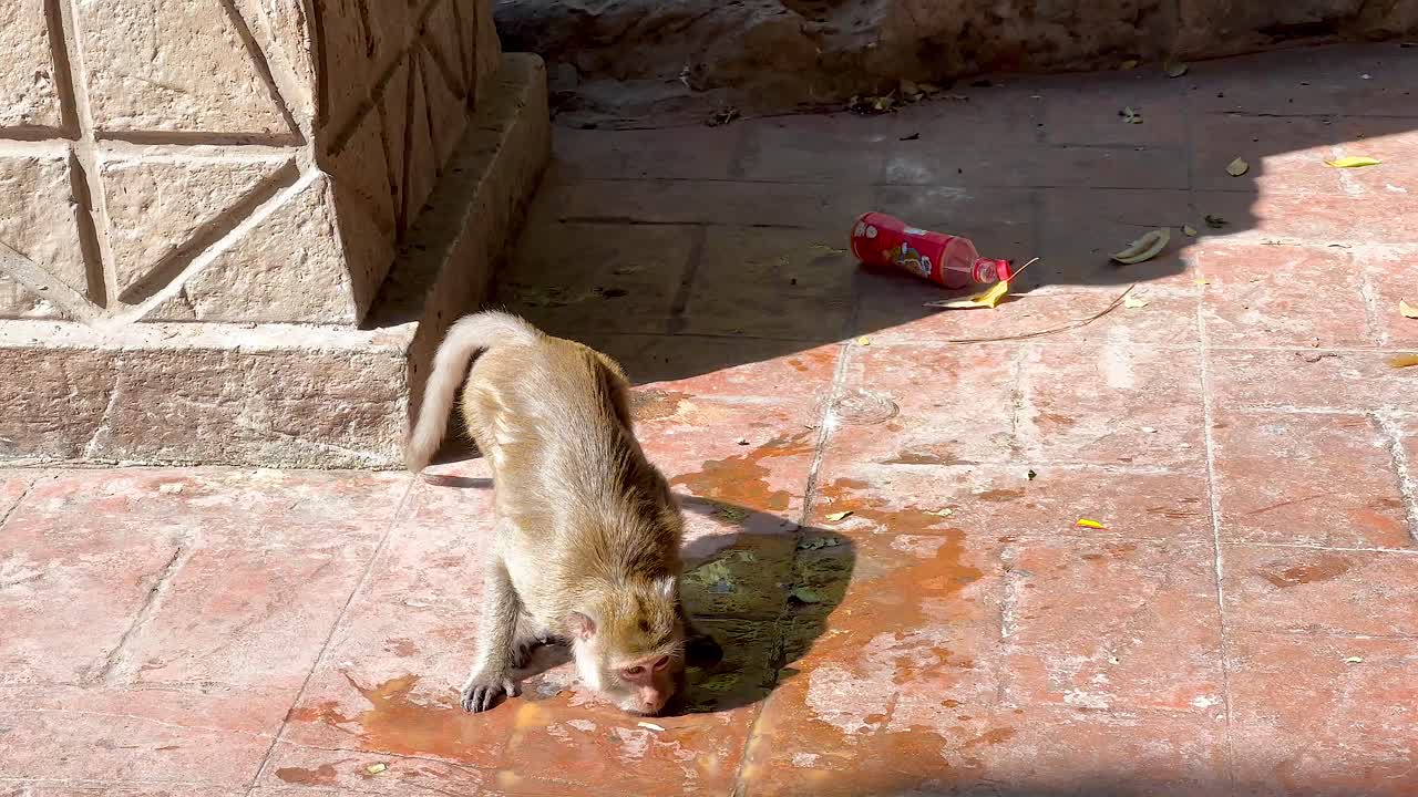 원이 가 버려진 통 근처 에서 물 을 마시고 있다