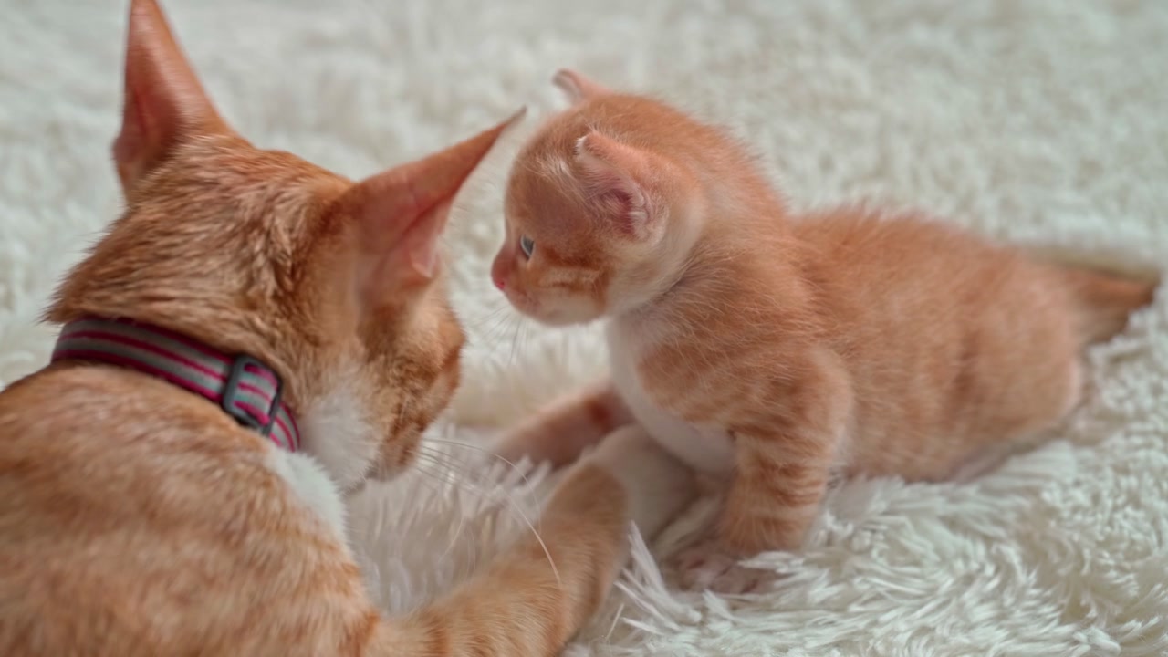 Mamma gatta che gioca dolcemente con il suo minuscolo gattino rosso