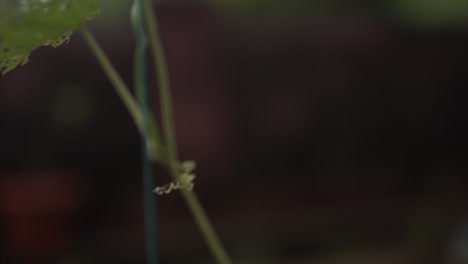 the camera ascends, revealing a meticulously focused plant at the center of the frame