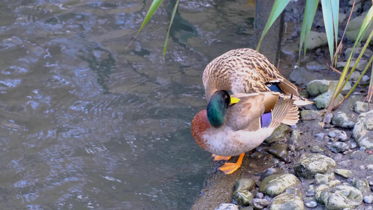 Una coppia di anatre germano reale ai giardini botanici di Wellington, presso lo stagno delle anatre, nella capitale della Nuova Zelanda Aotearoa.