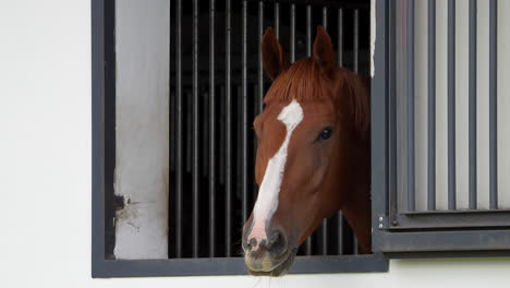 Portrait-of-a-chestnut-horse-with-a-white-blaze,-peeking-out-from-a-stable-window,-showing-curiosity-and-alertness