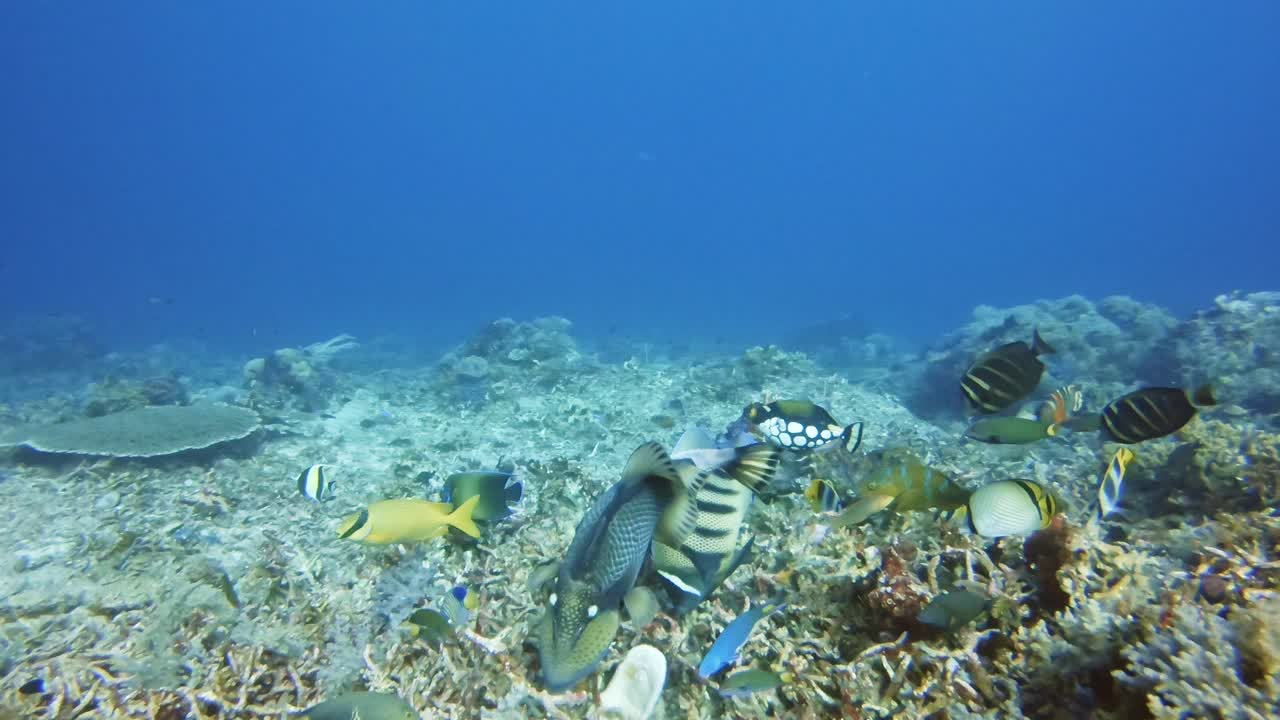 different species of tropical fish feeding together on a coral reef