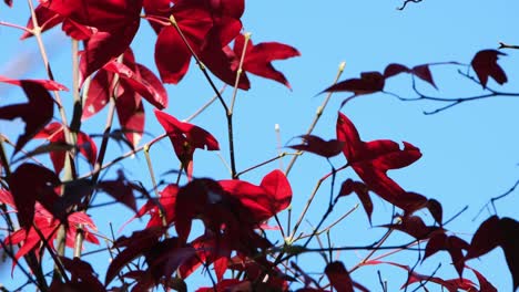 hojas moviéndose con el viento en otoño, hojas rojas de otoño y cielo azul, tailandia