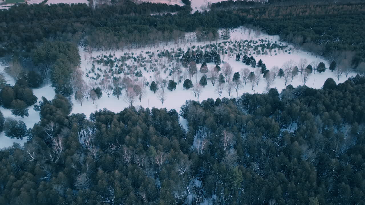 Talvinen ilmakuva lumisesta, tyynestä metsästä Elorassa, Ontariossa