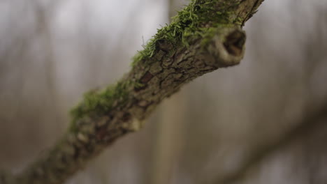 macro close-up pan along a moss covered tree branch