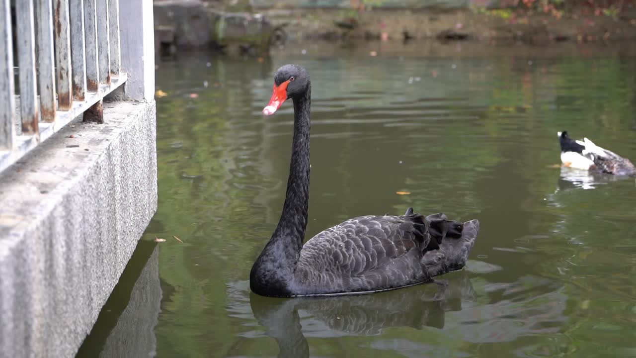 Black Swan Swims Away After Realizing It's Not Getting Food Thrown Towards It's Direction