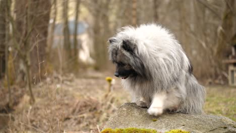 a fluffy keeshond is sitting on a rock and gets feed from its owner