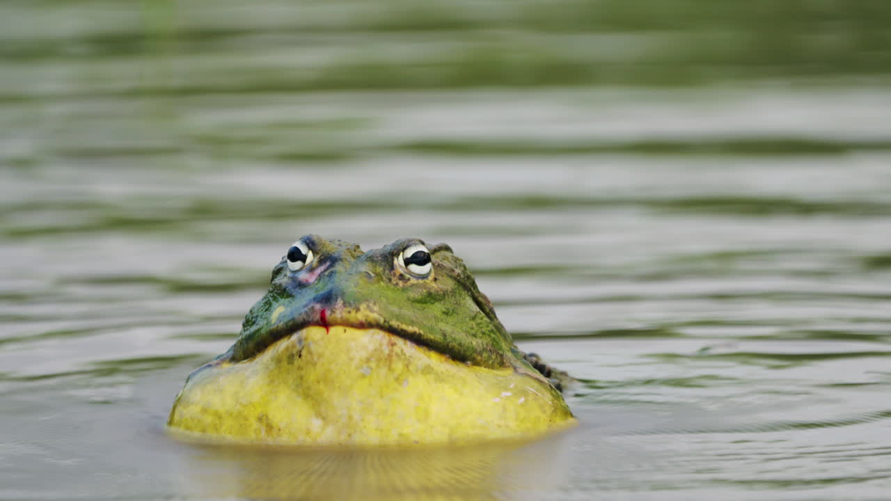 самец африканской гигантской лягушки-быка зовет в пруду в центральном заповеднике калахари - крупный план