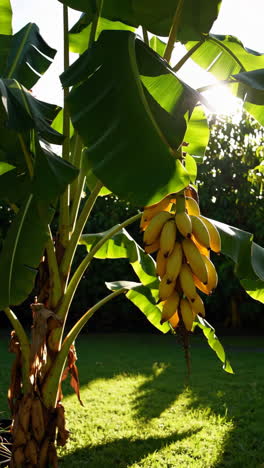 banana tree with bunch of bananas