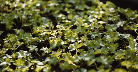 Geranium-Cuttings-In-Greenhouse-Agriculture-3