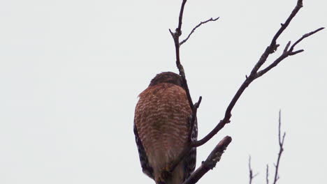 Red-shouldered-hawk-perched-on-a-large,-barren-branch-in-the-pouring-rain