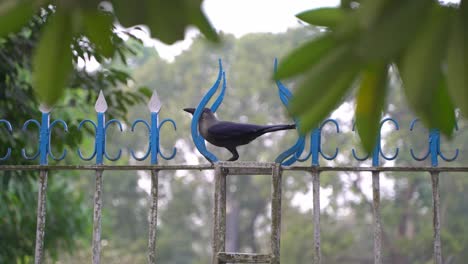 a crow sits on an iron grill in the city