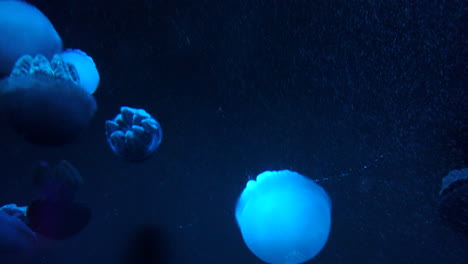 a small group of jelly fish floating in a tank while lights control the color of the fish