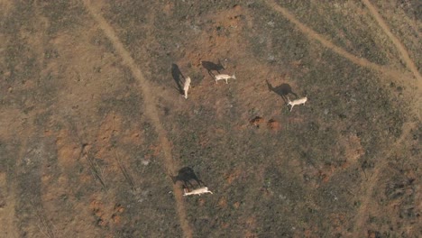 Drone-aerial,-Springboks-searching-for-green-grass-on-burnt-gazing-veld