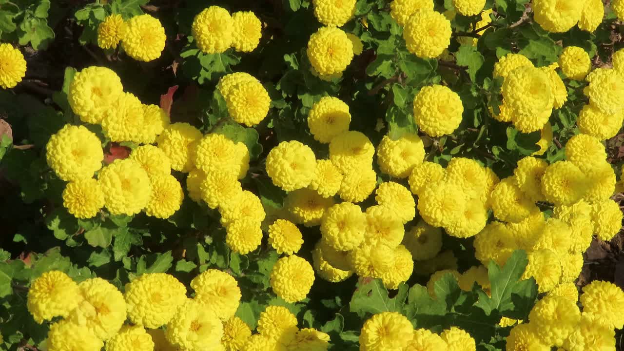 Small chrysanthemums