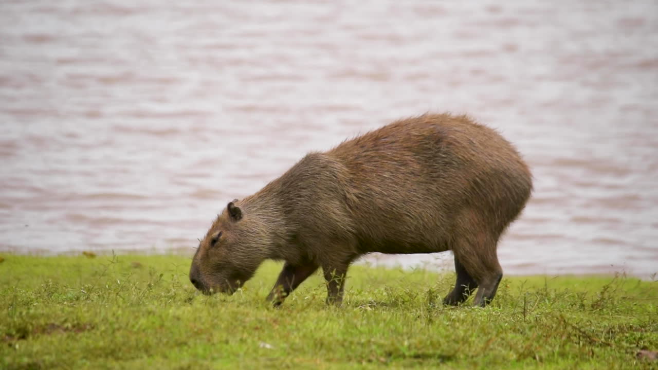 A large single Capybara stands next to a river and eats grass in South America