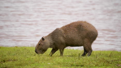 a large single capybara stands next to a river and eats grass in south america