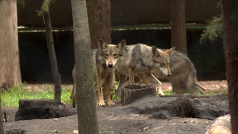 Primer-Plano-Medio-Lobos-Caminando