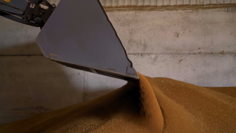 Excavator-bucket-digs-wheat-grains-pile-operating-in-granary