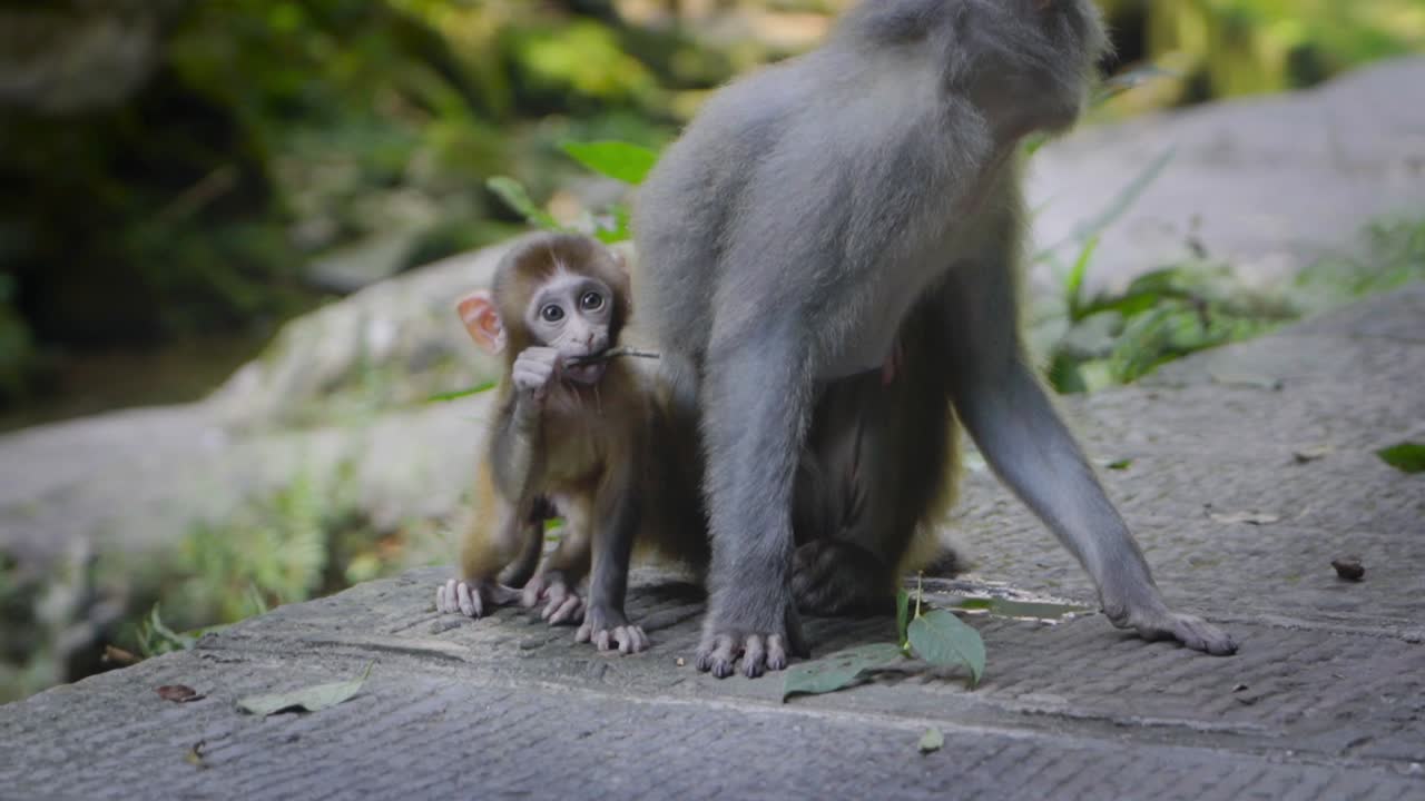 lindo bebé macaco rhesus asiático jugando con su madre