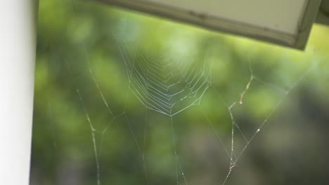 spiderweb with blurred trees and raindrops in the background. - closeup shot