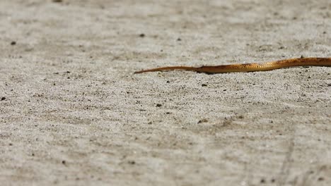 a golden cape cobra snake slithers across the warm kalahari sand