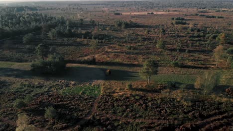 Vista-De-Drones-De-Campos-De-Brezo-En-Otoño-En-Los-Países-Bajos-Parte-De-Un-Paisaje-Holandés-único-Después-De-Un-Verano-Caluroso-Y-Seco