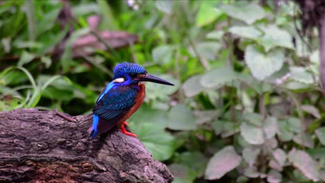 el martín pescador de orejas azules es un pequeño martín pescador que se encuentra en tailandia y es buscado por los fotógrafos de aves debido a sus hermosas orejas azules, ya que es una pequeña, linda y esponjosa bola de plumas azules de un pájaro