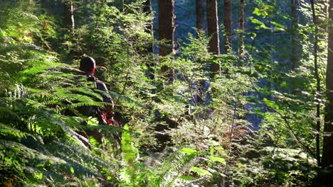 man travels with a bow through dense green trees while hunting