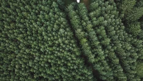 top down birdseye aerial view on hidden airplane parked in middle of dense evergreen forest