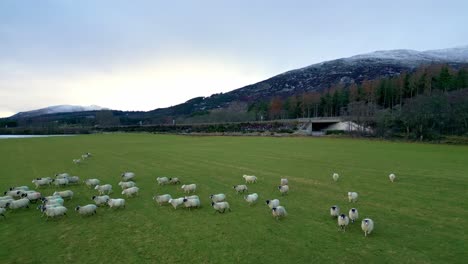 Backwards-fly-above-herd-of-sheep-walking-in-green-meadow